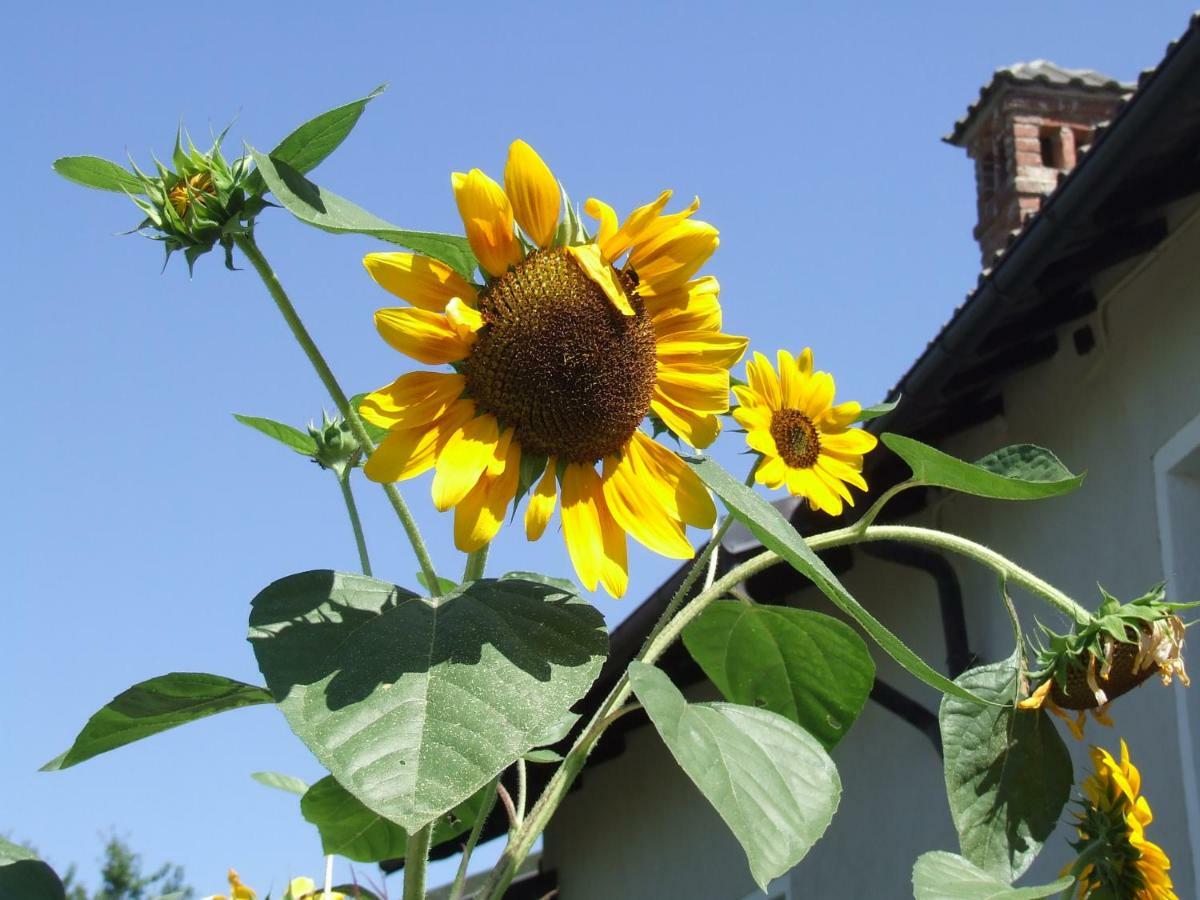 La Meridiana, Monolocale In Cascina Ristrutturata Boves Dış mekan fotoğraf
